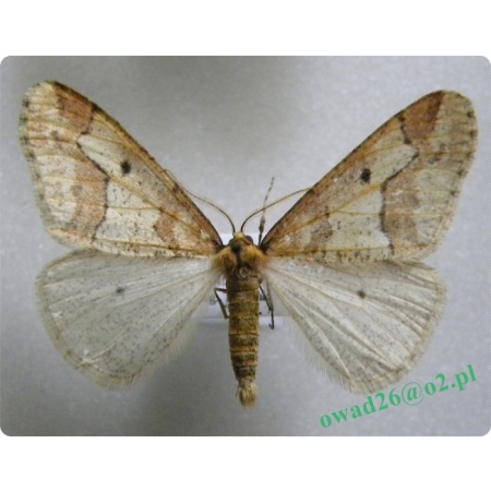 Erannis defoliaria (Clerck, 1759) male Zimowek ogołotniak